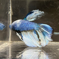 the-fish-farm Male Betta Male Betta - One Only - 6 Choose your favourite Male Betta from The Fish Farm Australia
