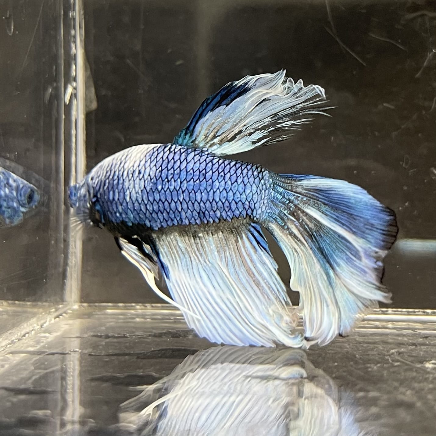 the-fish-farm Male Betta Male Betta - One Only - 6 Choose your favourite Male Betta from The Fish Farm Australia