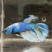 the-fish-farm Male Betta Male Betta - One Only - 6 Choose your favourite Male Betta from The Fish Farm Australia