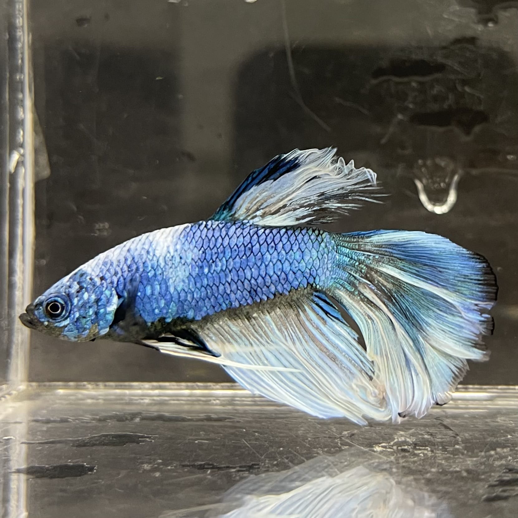 the-fish-farm Male Betta Male Betta - One Only - 6 Choose your favourite Male Betta from The Fish Farm Australia