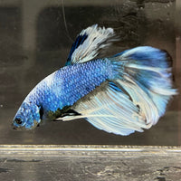 the-fish-farm Male Betta Male Betta - One Only - 6 Choose your favourite Male Betta from The Fish Farm Australia