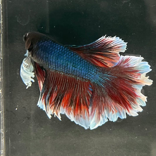 the-fish-farm Male Betta Male Betta - One Only - 6 Choose your favourite Male Betta from The Fish Farm Australia