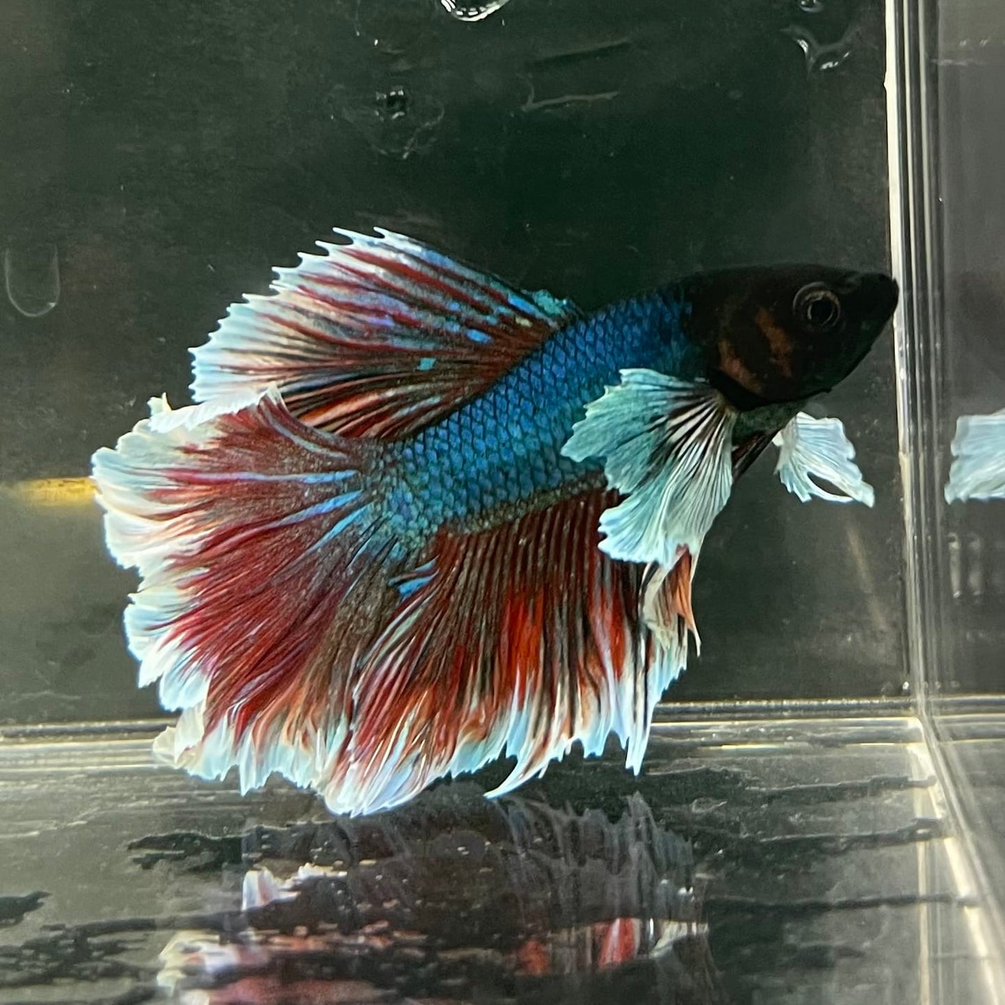 the-fish-farm Male Betta Male Betta - One Only - 6 Choose your favourite Male Betta from The Fish Farm Australia