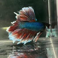 the-fish-farm Male Betta Male Betta - One Only - 6 Choose your favourite Male Betta from The Fish Farm Australia