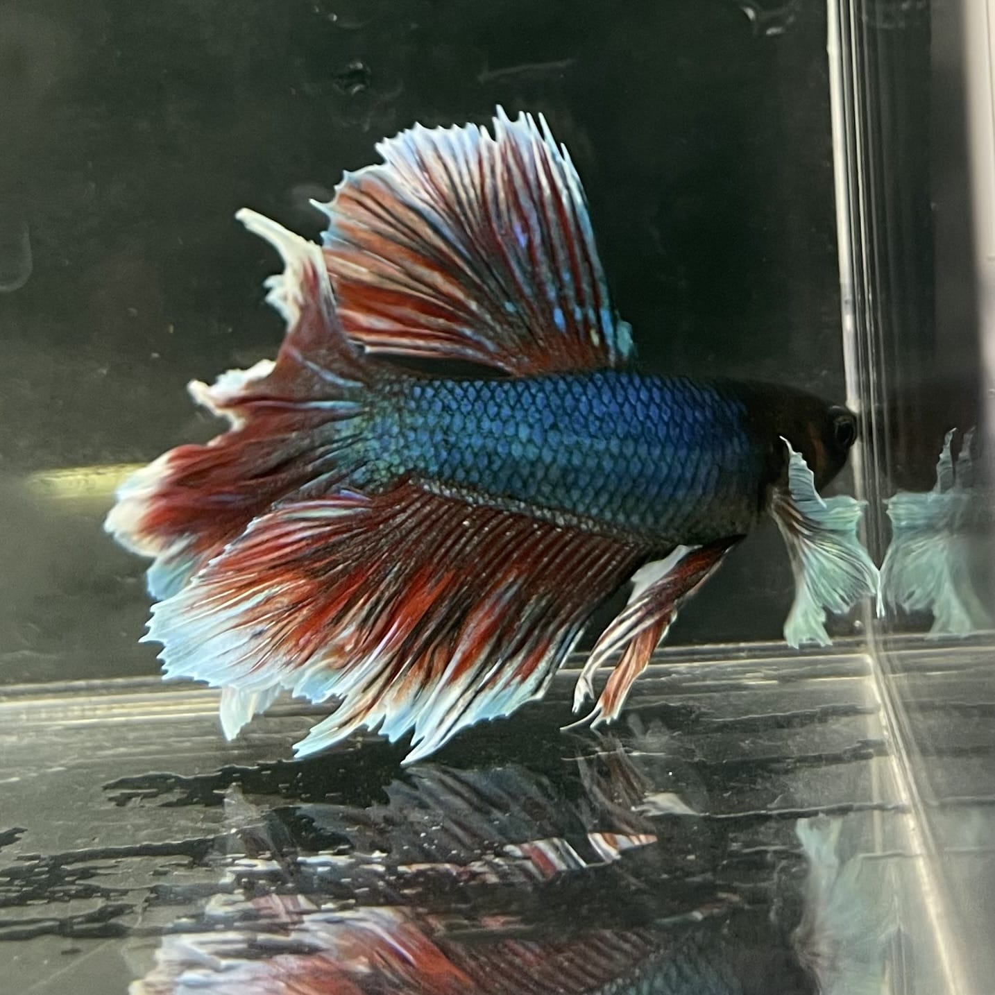 the-fish-farm Male Betta Male Betta - One Only - 6 Choose your favourite Male Betta from The Fish Farm Australia