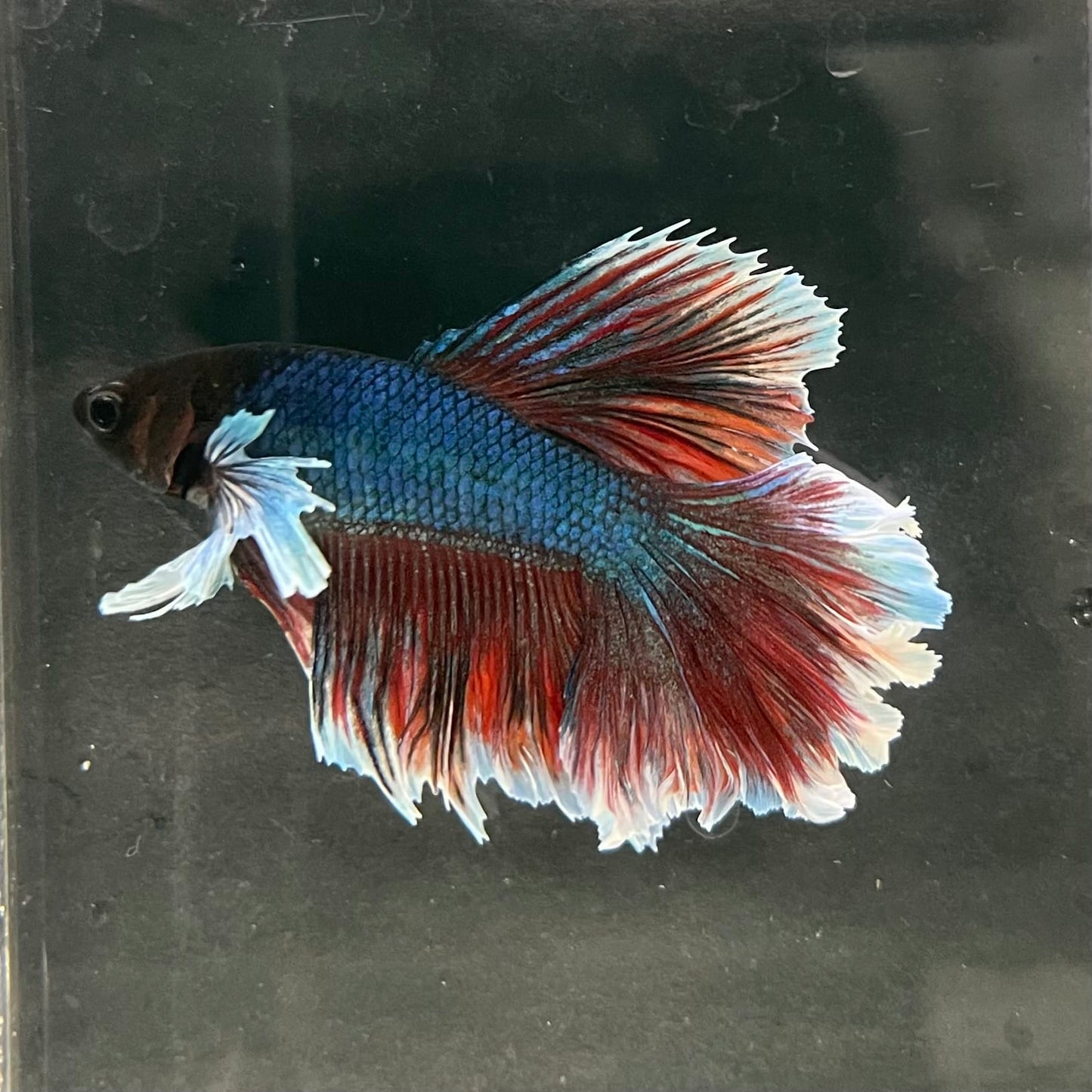 the-fish-farm Male Betta Male Betta - One Only - 6 Choose your favourite Male Betta from The Fish Farm Australia