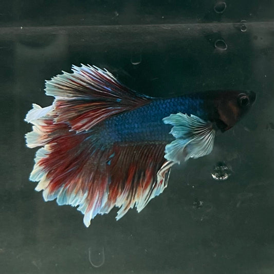 the-fish-farm Male Betta Male Betta - One Only - 6 Choose your favourite Male Betta from The Fish Farm Australia