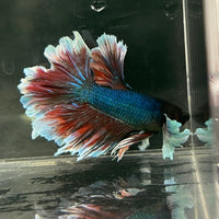 the-fish-farm Male Betta Male Betta - One Only - 6 Choose your favourite Male Betta from The Fish Farm Australia