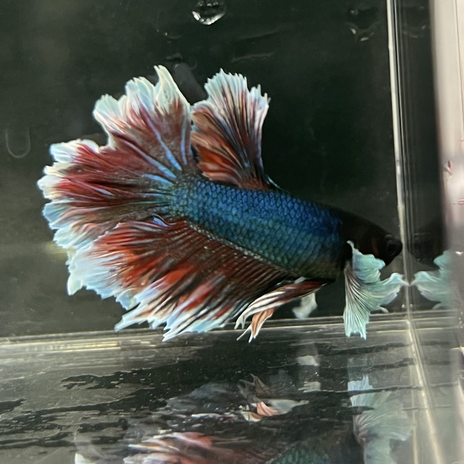 the-fish-farm Male Betta Male Betta - One Only - 6 Choose your favourite Male Betta from The Fish Farm Australia