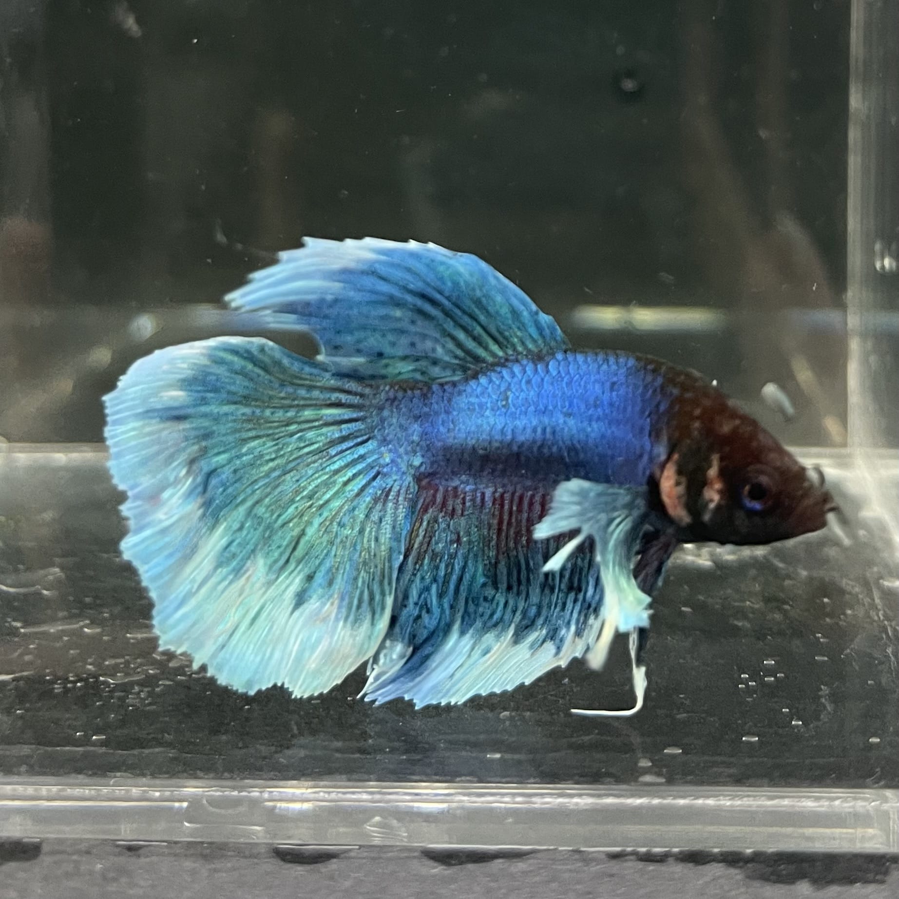 the-fish-farm Male Betta Male Betta - One Only - 6 Choose your favourite Male Betta from The Fish Farm Australia