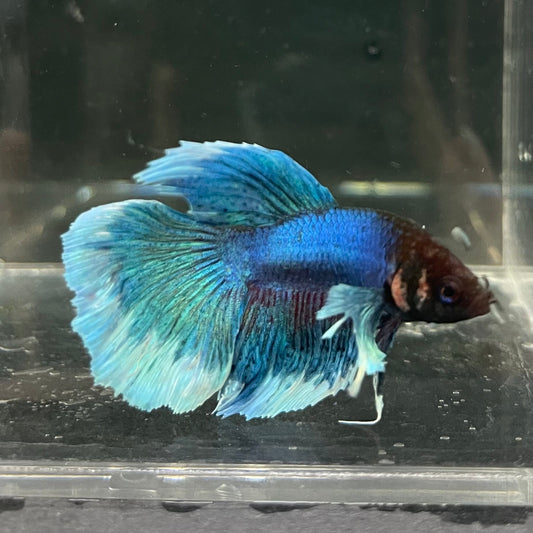 the-fish-farm Male Betta Male Betta - One Only - 6 Choose your favourite Male Betta from The Fish Farm Australia