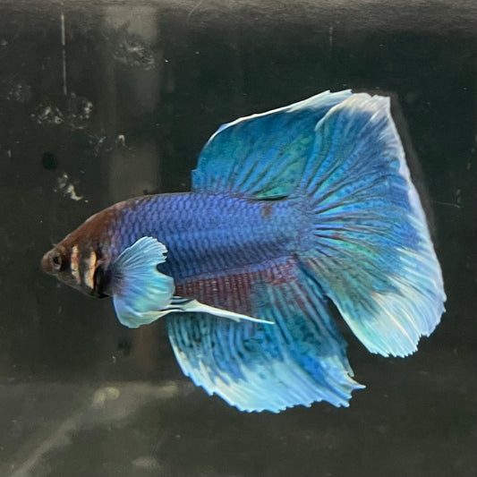 the-fish-farm Male Betta Male Betta - One Only - 6 Choose your favourite Male Betta from The Fish Farm Australia