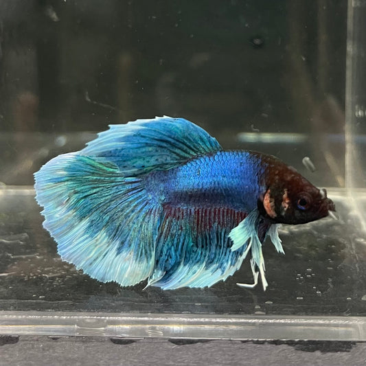 the-fish-farm Male Betta Male Betta - One Only - 6 Choose your favourite Male Betta from The Fish Farm Australia