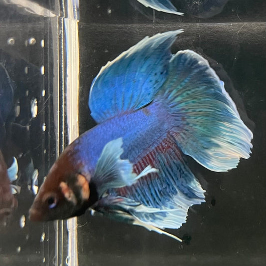 the-fish-farm Male Betta Male Betta - One Only - 6 Choose your favourite Male Betta from The Fish Farm Australia