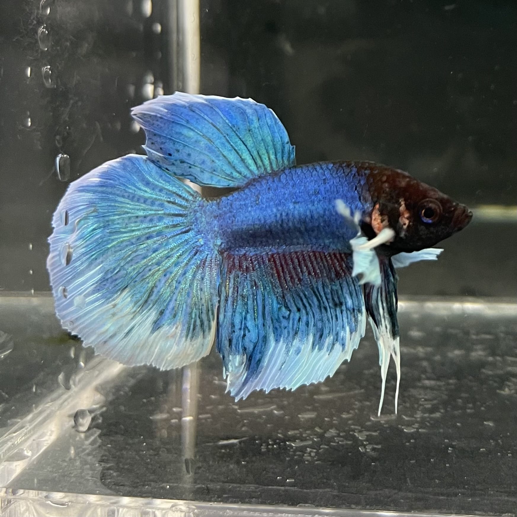 the-fish-farm Male Betta Male Betta - One Only - 6 Choose your favourite Male Betta from The Fish Farm Australia
