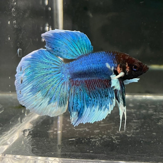 the-fish-farm Male Betta Male Betta - One Only - 6 Choose your favourite Male Betta from The Fish Farm Australia