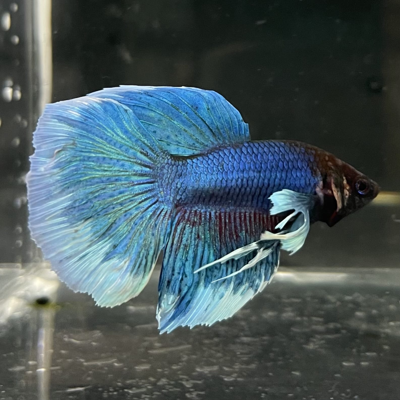 the-fish-farm Male Betta Male Betta - One Only - 6 Choose your favourite Male Betta from The Fish Farm Australia