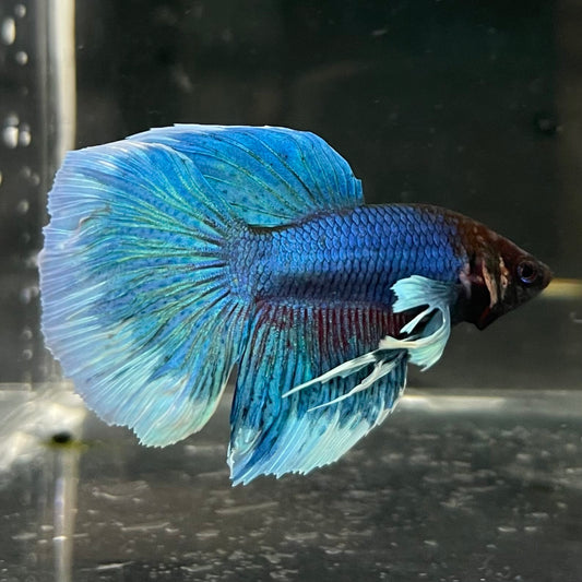 the-fish-farm Male Betta Male Betta - One Only - 6 Choose your favourite Male Betta from The Fish Farm Australia