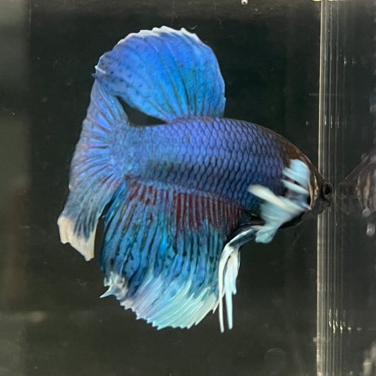 the-fish-farm Male Betta Male Betta - One Only - 6 Choose your favourite Male Betta from The Fish Farm Australia