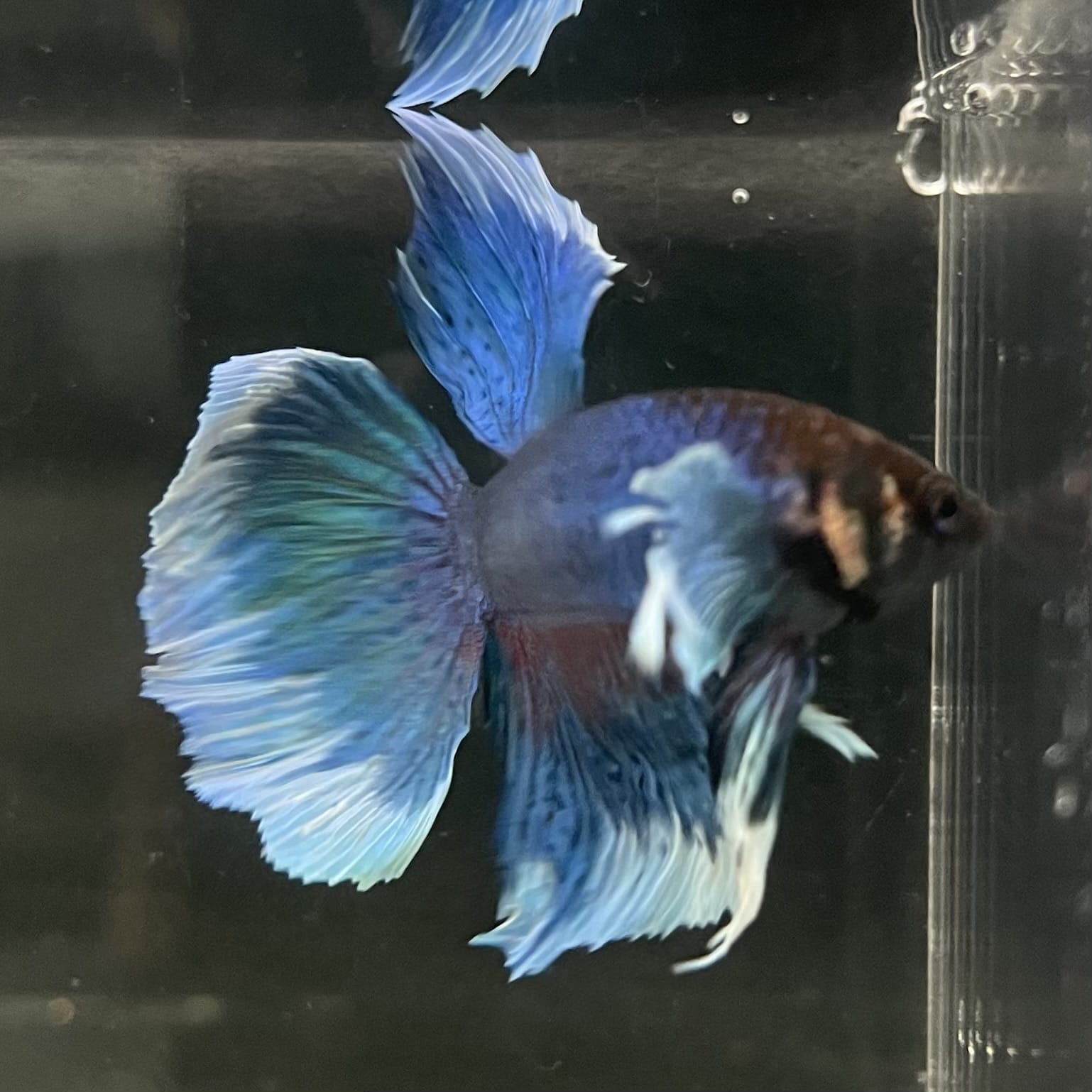 the-fish-farm Male Betta Male Betta - One Only - 6 Choose your favourite Male Betta from The Fish Farm Australia