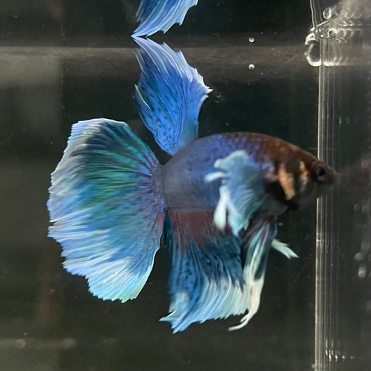 the-fish-farm Male Betta Male Betta - One Only - 6 Choose your favourite Male Betta from The Fish Farm Australia
