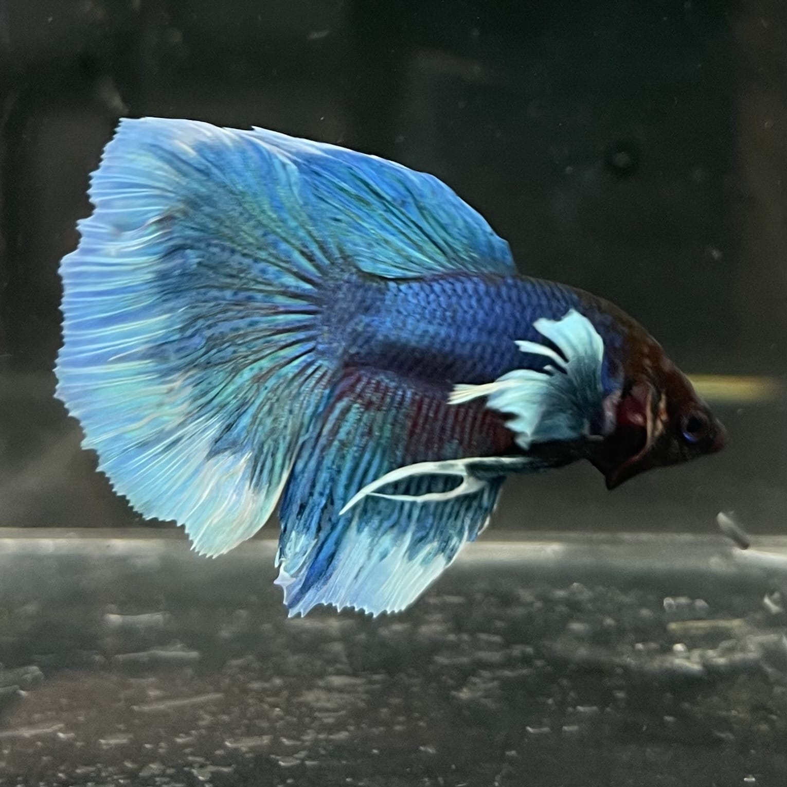 the-fish-farm Male Betta Male Betta - One Only - 6 Choose your favourite Male Betta from The Fish Farm Australia