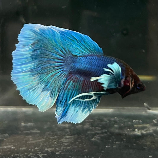 the-fish-farm Male Betta Male Betta - One Only - 6 Choose your favourite Male Betta from The Fish Farm Australia