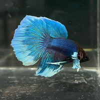 the-fish-farm Male Betta Male Betta - One Only - 6 Choose your favourite Male Betta from The Fish Farm Australia