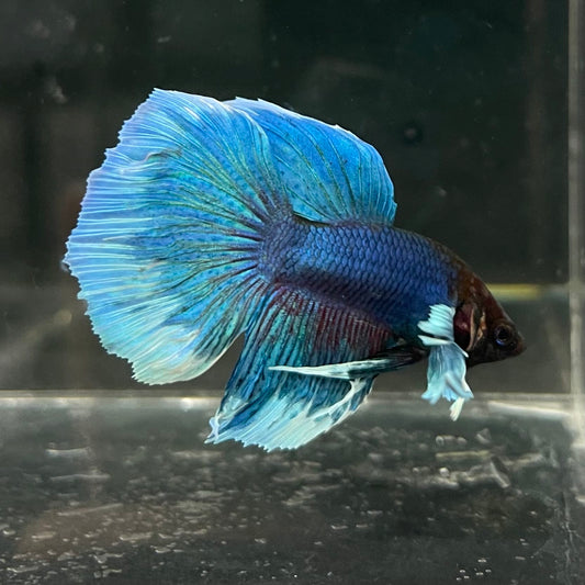 the-fish-farm Male Betta Male Betta - One Only - 6 Choose your favourite Male Betta from The Fish Farm Australia