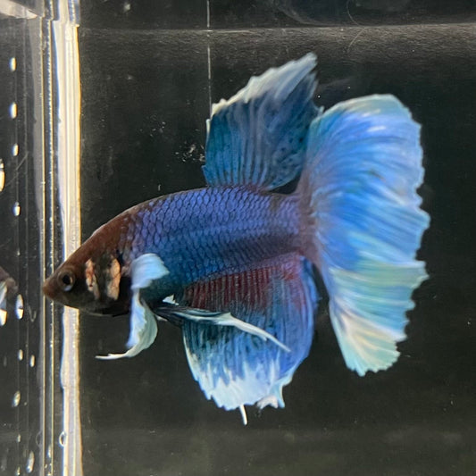 the-fish-farm Male Betta Male Betta - One Only - 6 Choose your favourite Male Betta from The Fish Farm Australia