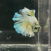 the-fish-farm Male Betta Male Betta - One Only - 6 Choose your favourite Male Betta from The Fish Farm Australia