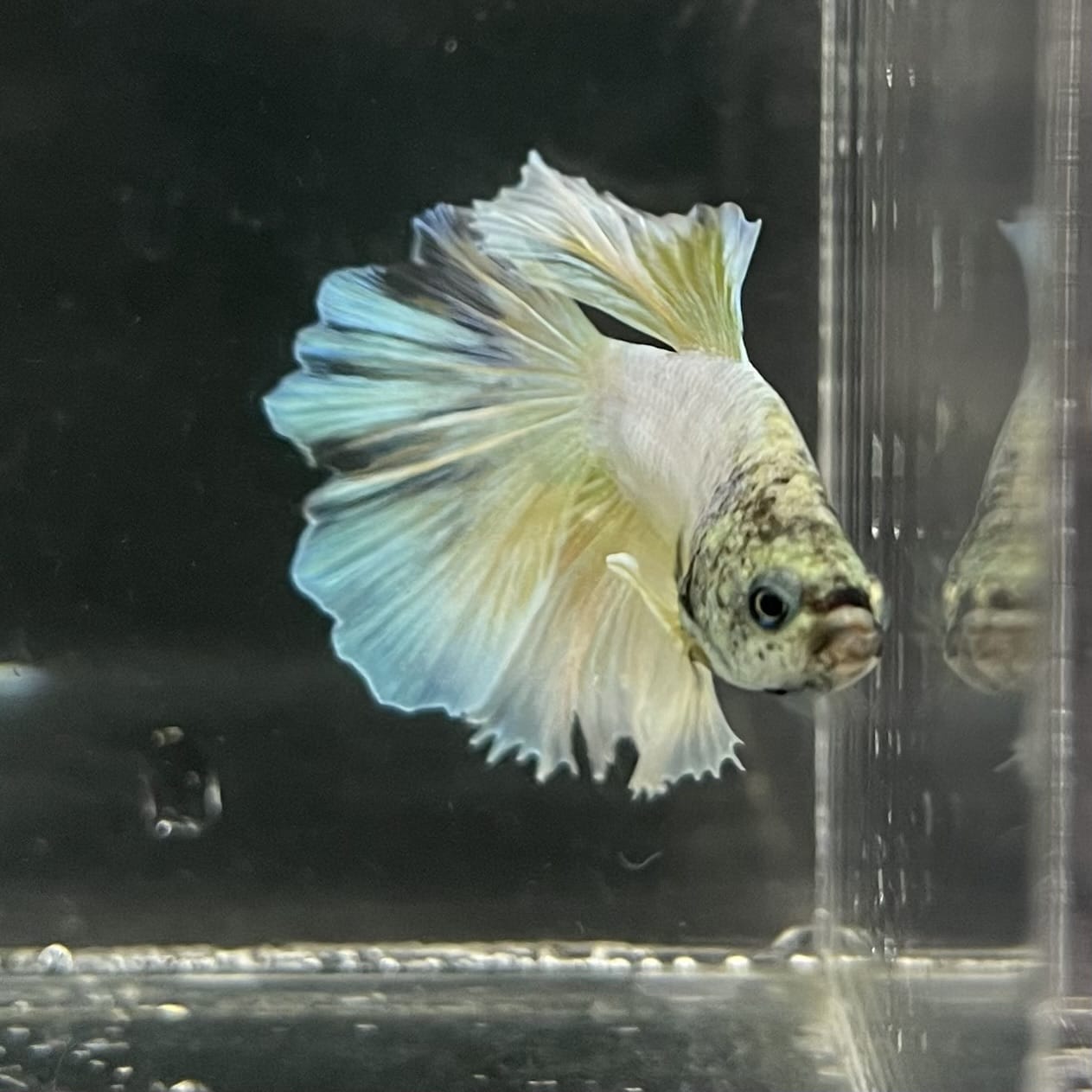 the-fish-farm Male Betta Male Betta - One Only - 6 Choose your favourite Male Betta from The Fish Farm Australia