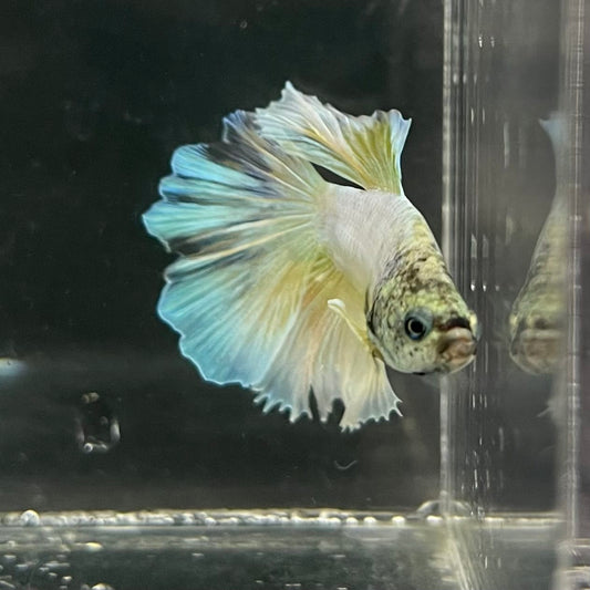 the-fish-farm Male Betta Male Betta - One Only - 6 Choose your favourite Male Betta from The Fish Farm Australia