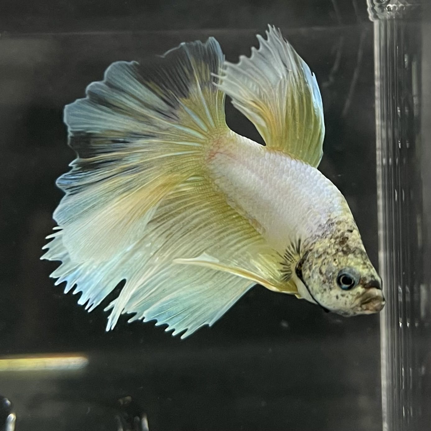 the-fish-farm Male Betta Male Betta - One Only - 6 Choose your favourite Male Betta from The Fish Farm Australia