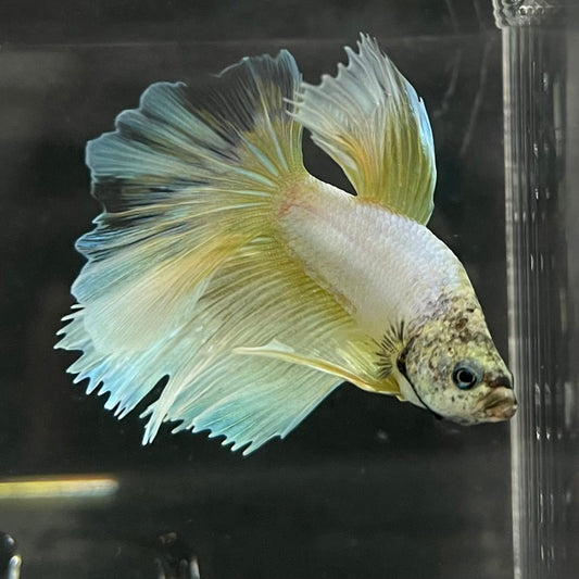 the-fish-farm Male Betta Male Betta - One Only - 6 Choose your favourite Male Betta from The Fish Farm Australia