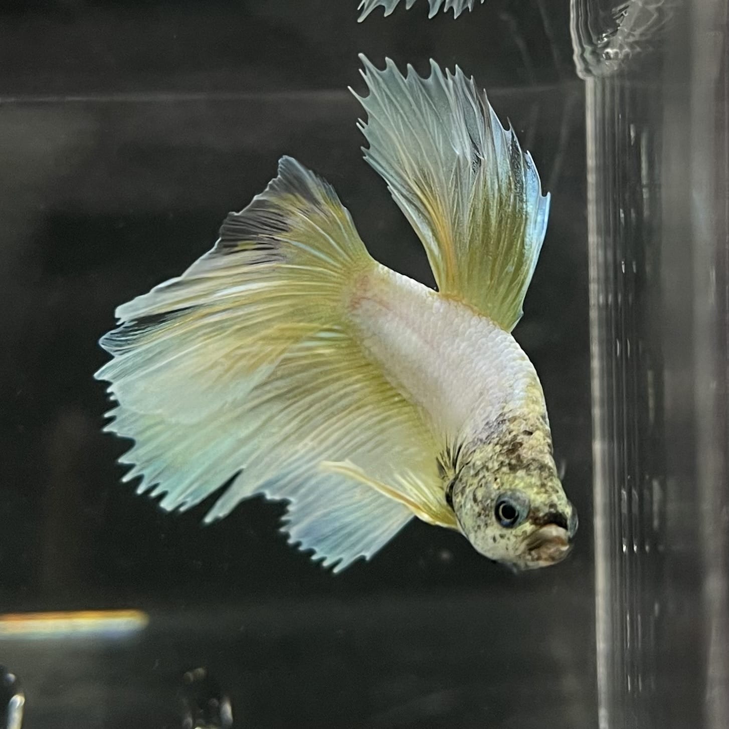 the-fish-farm Male Betta Male Betta - One Only - 6 Choose your favourite Male Betta from The Fish Farm Australia