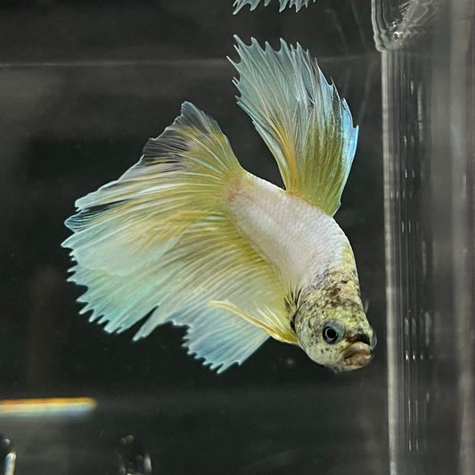 the-fish-farm Male Betta Male Betta - One Only - 6 Choose your favourite Male Betta from The Fish Farm Australia
