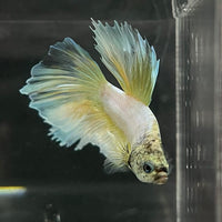 the-fish-farm Male Betta Male Betta - One Only - 6 Choose your favourite Male Betta from The Fish Farm Australia