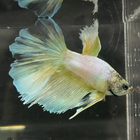 the-fish-farm Male Betta Male Betta - One Only - 6 Choose your favourite Male Betta from The Fish Farm Australia