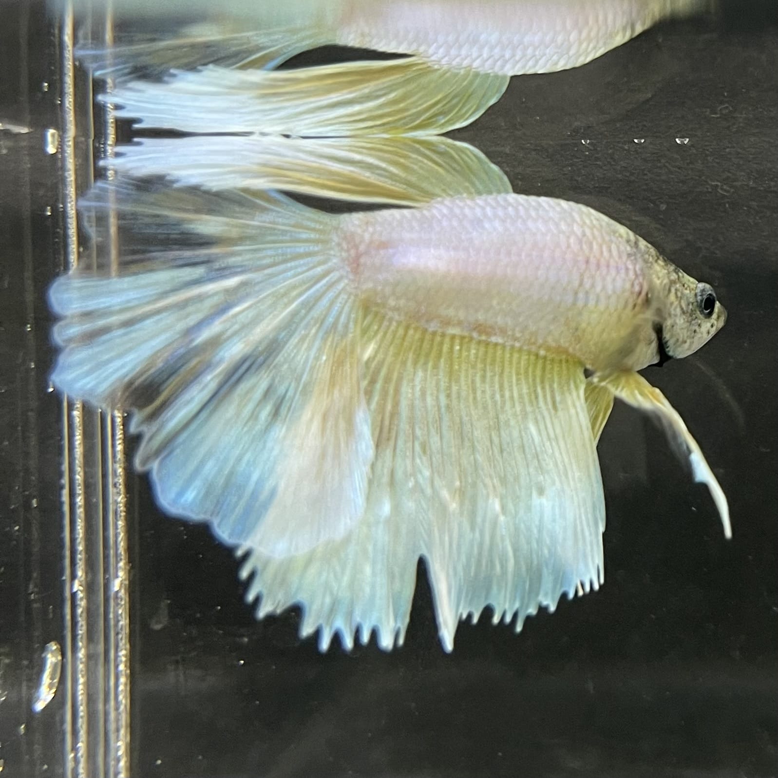 the-fish-farm Male Betta Male Betta - One Only - 6 Choose your favourite Male Betta from The Fish Farm Australia