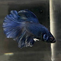 the-fish-farm Male Betta Male Betta - One Only - 6 Choose your favourite Male Betta from The Fish Farm Australia