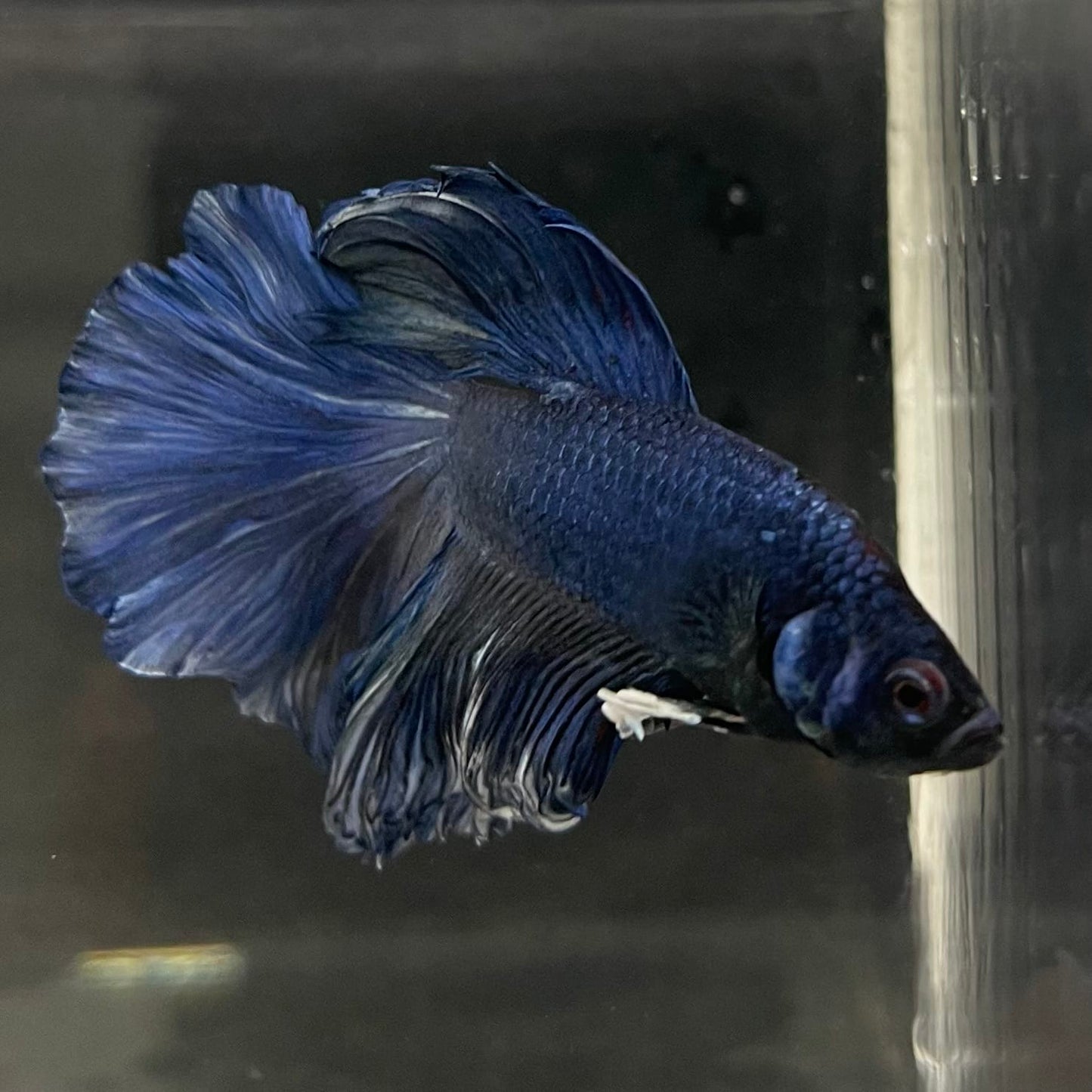 the-fish-farm Male Betta Male Betta - One Only - 6 Choose your favourite Male Betta from The Fish Farm Australia
