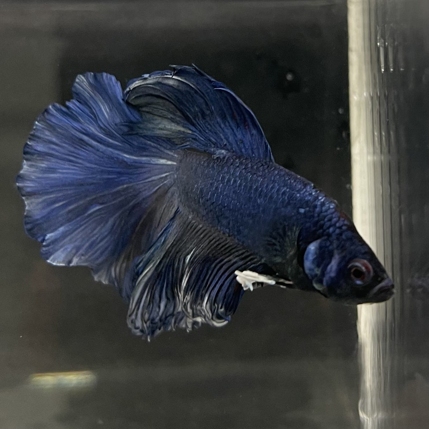 the-fish-farm Male Betta Male Betta - One Only - 6 Choose your favourite Male Betta from The Fish Farm Australia