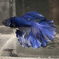the-fish-farm Male Betta Male Betta - One Only - 6 Choose your favourite Male Betta from The Fish Farm Australia