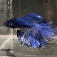 the-fish-farm Male Betta Male Betta - One Only - 6 Choose your favourite Male Betta from The Fish Farm Australia