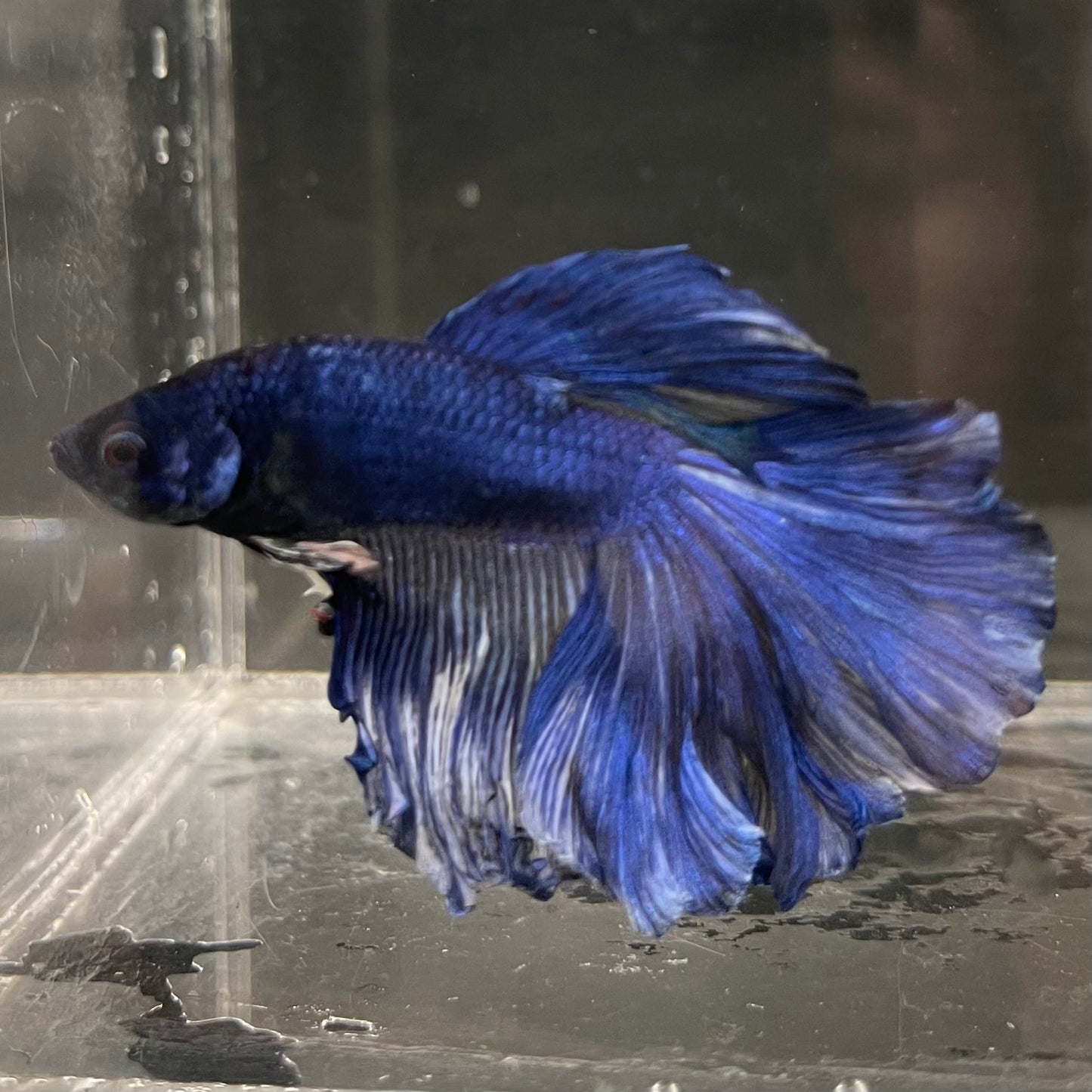 the-fish-farm Male Betta Male Betta - One Only - 6 Choose your favourite Male Betta from The Fish Farm Australia
