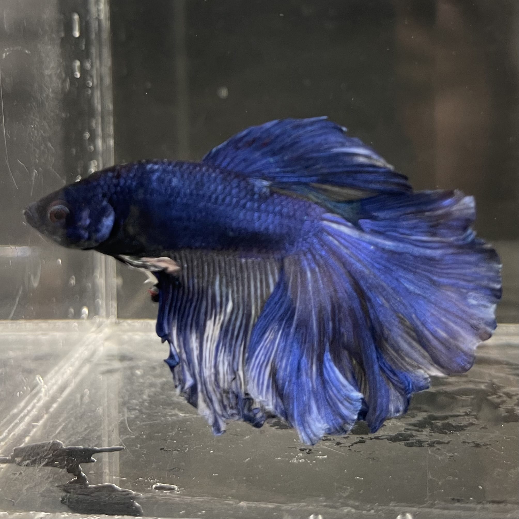 the-fish-farm Male Betta Male Betta - One Only - 6 Choose your favourite Male Betta from The Fish Farm Australia