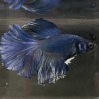 the-fish-farm Male Betta Male Betta - One Only - 6 Choose your favourite Male Betta from The Fish Farm Australia