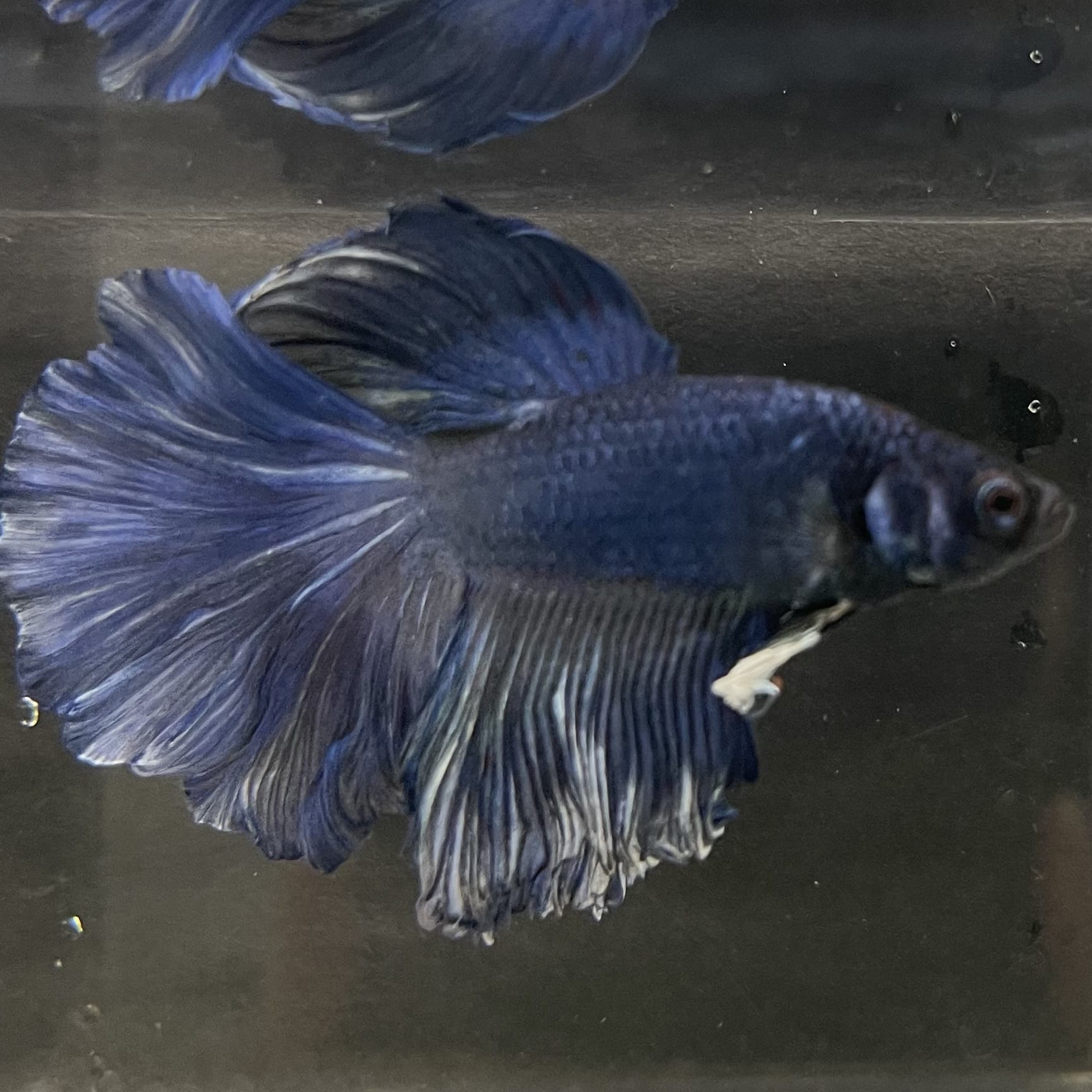 the-fish-farm Male Betta Male Betta - One Only - 6 Choose your favourite Male Betta from The Fish Farm Australia