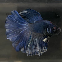 the-fish-farm Male Betta Male Betta - One Only - 6 Choose your favourite Male Betta from The Fish Farm Australia